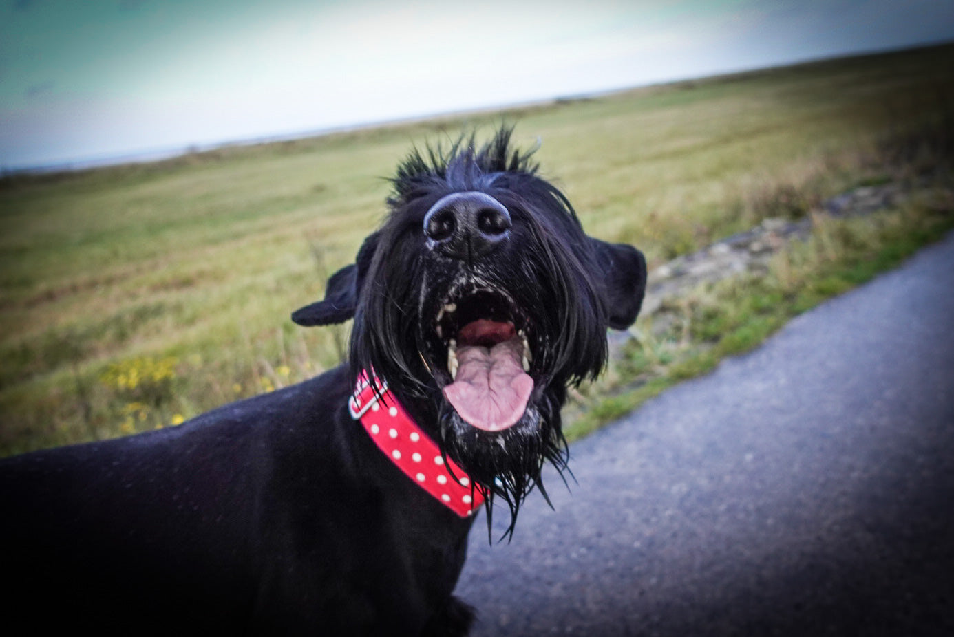 Hundehalsband Polkadots XL: 4cm breit, 35-50cm Umfang