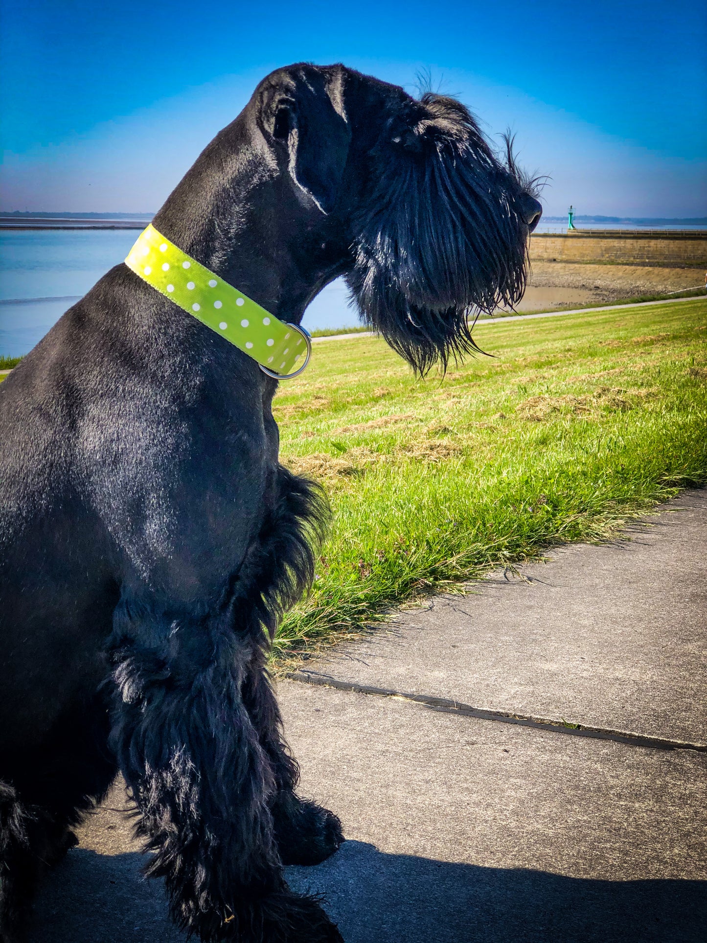 Hundehalsband Polkadots XL: 4cm breit, 35-50cm Umfang