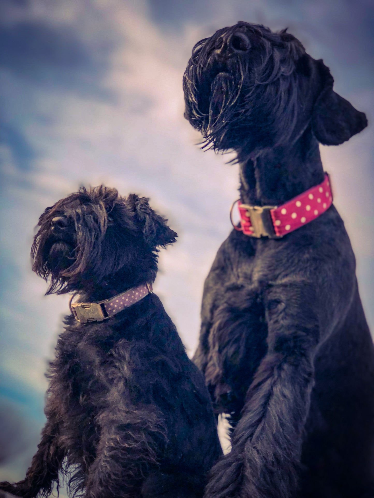Hundehalsband Polkadots XL: 4cm breit, 35-50cm Umfang