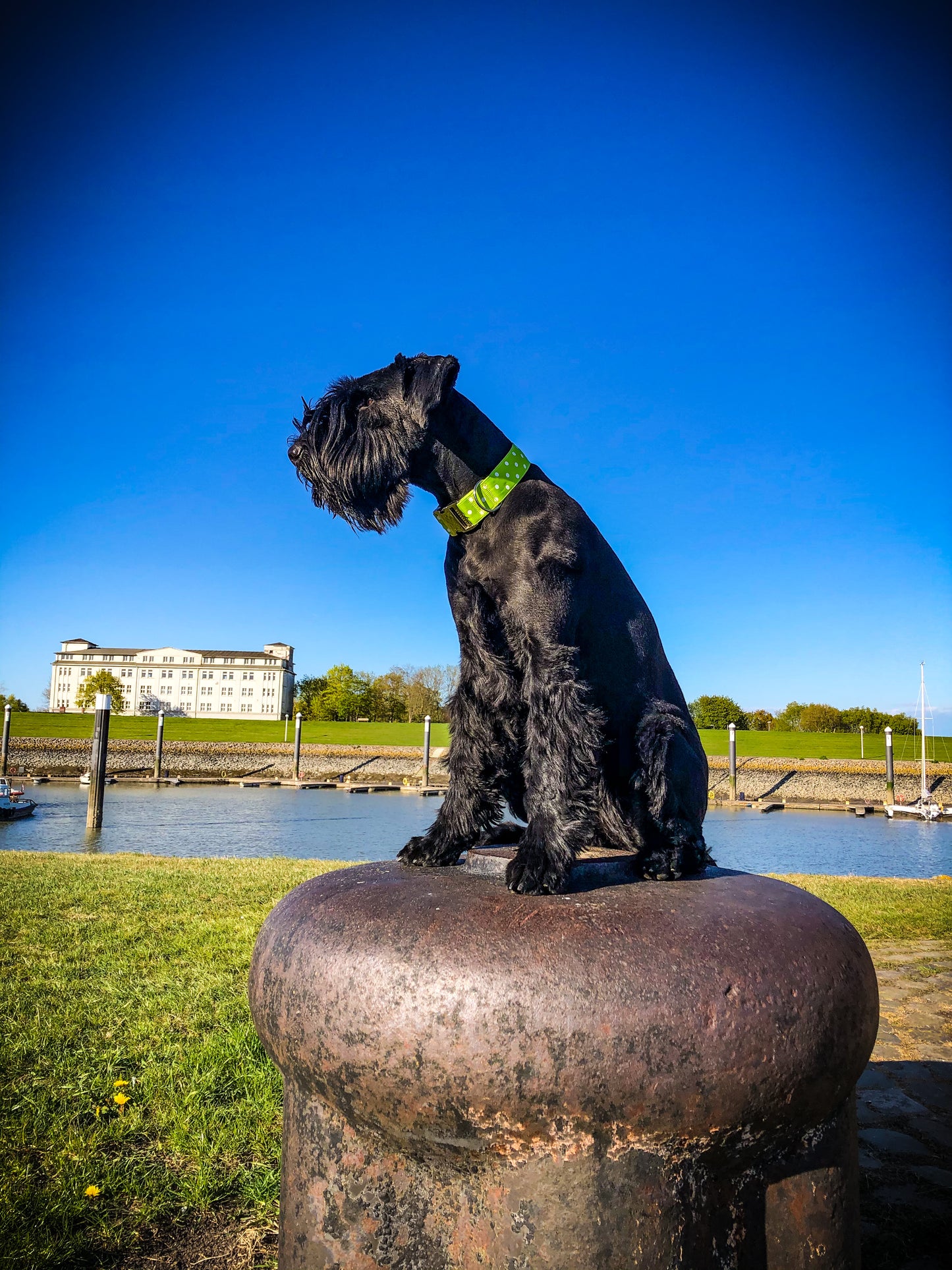 Hundehalsband Polkadots XL: 4cm breit, 35-50cm Umfang