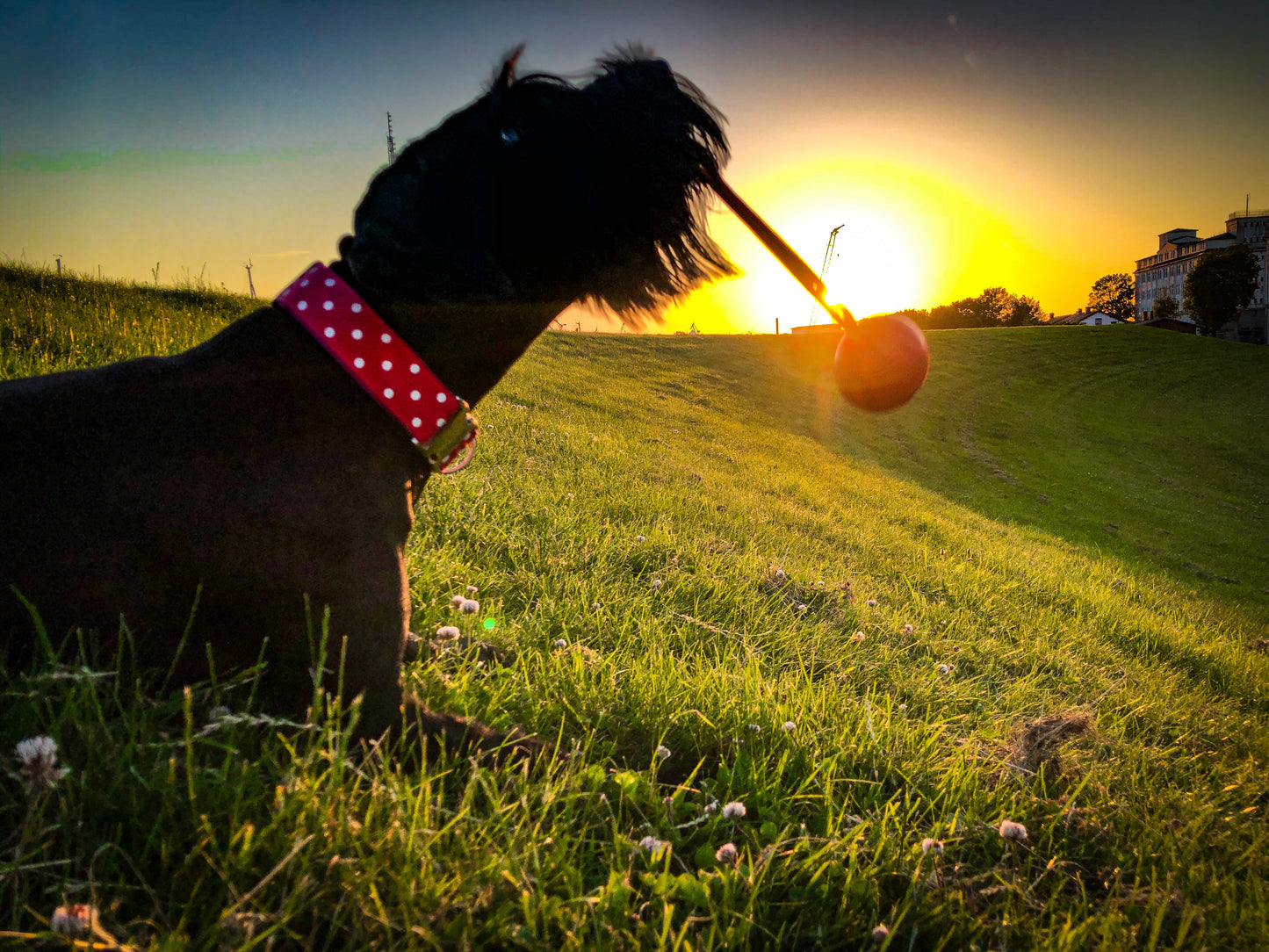 Hundehalsband Polkadots XL: 4cm breit, 35-50cm Umfang