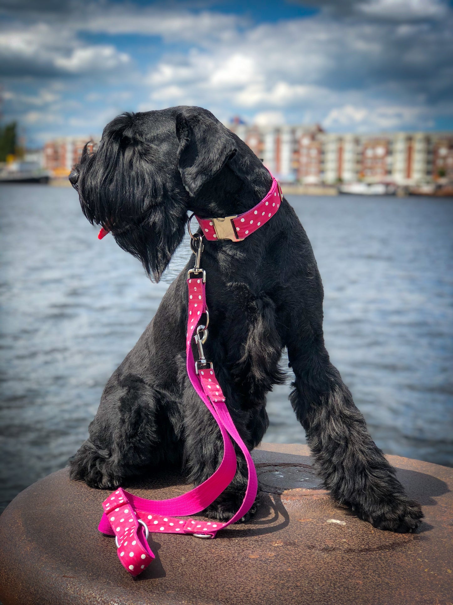 Hundehalsband Polkadots XL: 4cm breit, 35-50cm Umfang